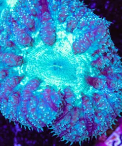 Vortex Blastomussa Frag (Row #67)