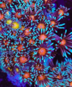 Ultimate Flowerpot Coral Frag (Row #67:B)