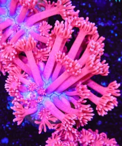 Pink Flowerpot Coral Frag (Row #68)