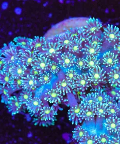 Yellow Eye Blue Flowerpot Coral Frag (Row #68:B)