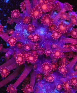 Dark Red Flowerpot Coral Frag (Row #70)