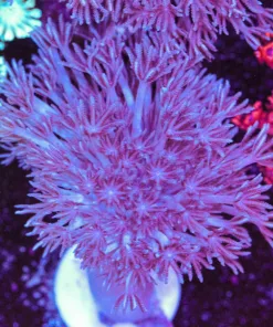 Large Anthelia Coral Frag (Row #72)