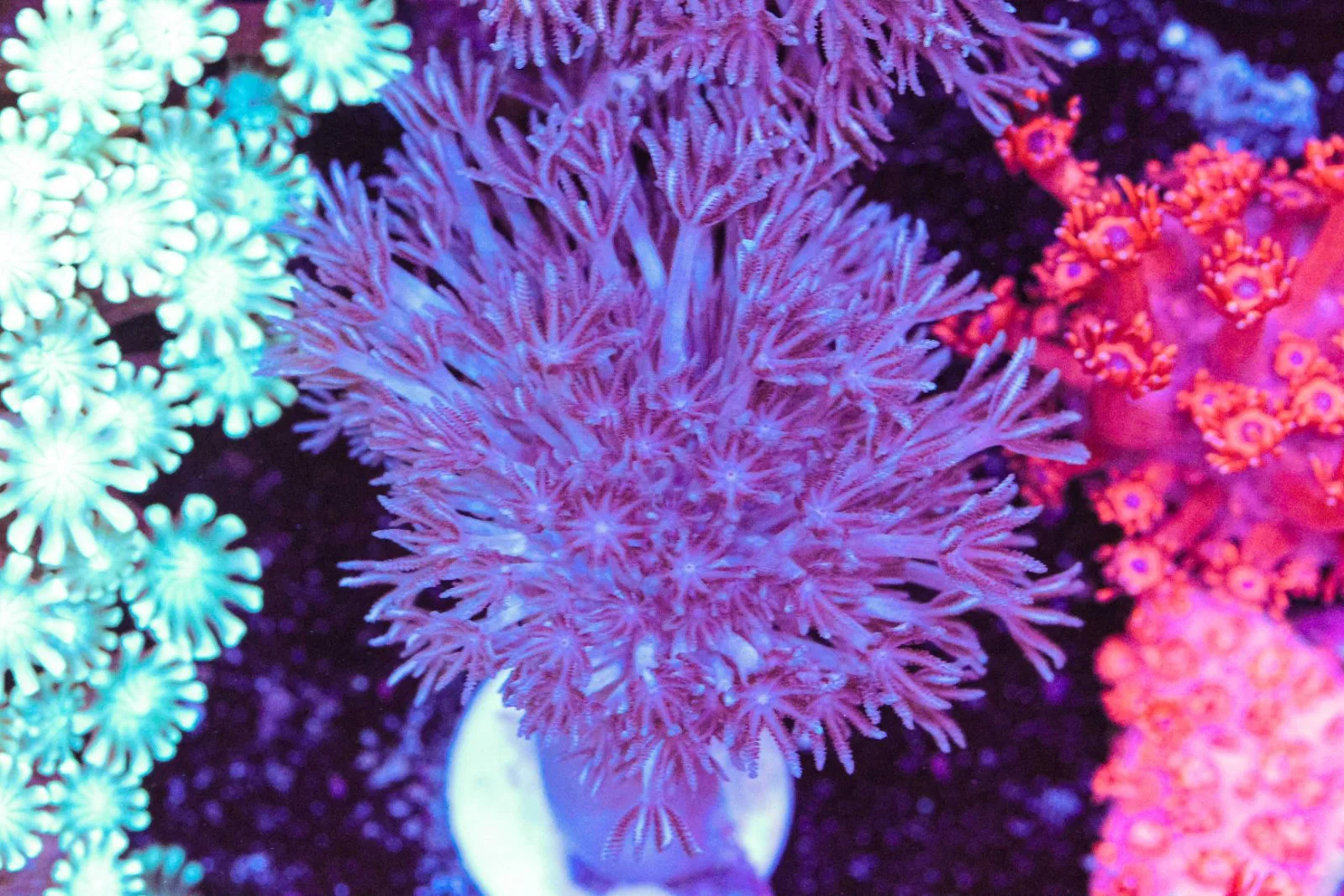New coral arrivals