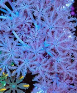 Xenia Frag (Row #76)