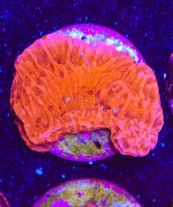 Small Red Monticap Frag (Row #9)