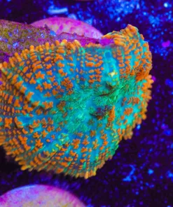 Rhodactis Mushroom Frag (Row #91)