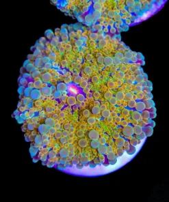 Golden Yuma Frag (Row #92:B)
