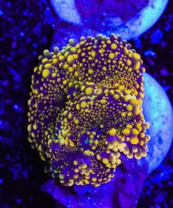 Glowing Neon Ricordea Yuma Frag (Row #94)