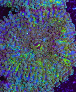 Massive Ricordea Yuma Frag (Row #95:B)