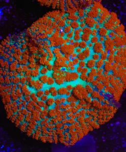 Forest Fire Rhodactis Frag (Row #98)