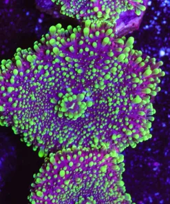 Green Zilla Ricordea Yuma Frag (Row #98:B)