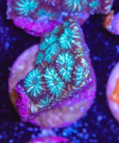 $1 TIny Favia Frag | Pick Up Only | Max 1 Per Order (Row #9:B)