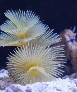 Yellow Feather Duser  | RARE
