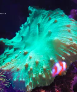 Green Cabbage Coral Frag (Row #28)