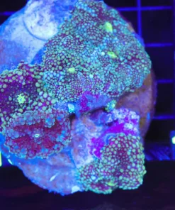 Bubbly Mushroom Coral Frag | 1 Leaf (Row #96:B)