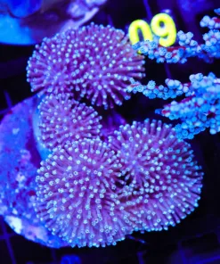 Wysiwyg Wild Australian Large Toadstool Leather Frag (Row #85)
