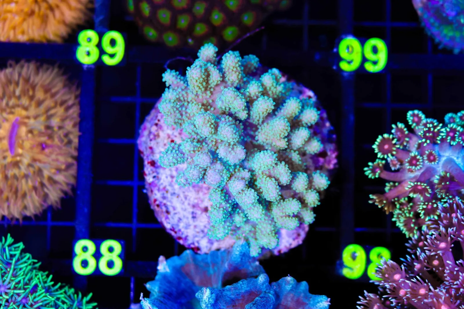 Wysiwyg Mystery Leather Coral Colony (C88) Free Shipping ! NO Minimum Livestock Spend (colony backup)