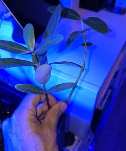 Small Mangrove *On sale*