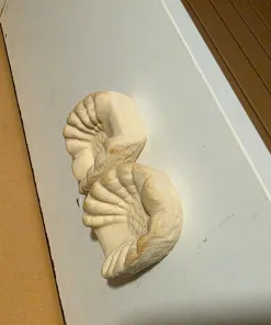 Two x Clam Bootz Julian Sprung Medium Size * used 1 week* (back hallyway) Price is for both