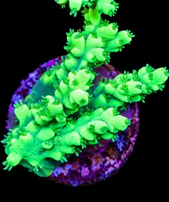 The Hulk Acropora Frag (A10)