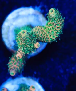 Acropora Millepora Frag (A14:B)