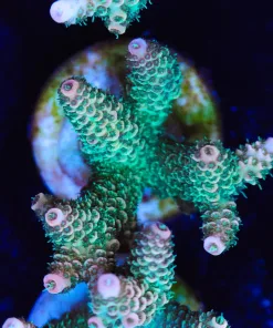 Sunrise Millepora Frag (A16)