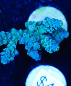 Blue Acropora Frag (A16:B)