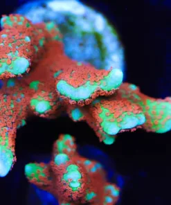 Forest Fire Digitata Frag (A17)