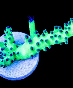 ORA Pearlberry Acropora Frag (A17:B)