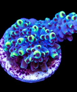 Small Aropora Abratoindes Frag (A18)