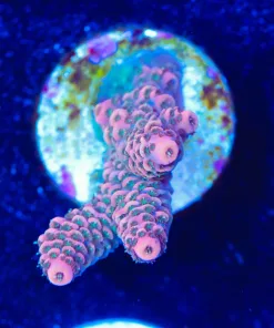 Small Millepora Frag (A18:B)