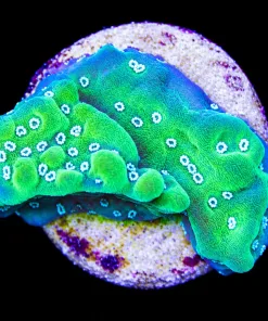 Jedi Mind Trick | Montipora Undata Small Frag (A19)