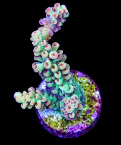 Small Red Polyp Acropora Frag (A19:B)