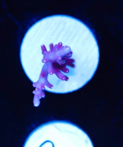Reef Raft 1.5'" Sinny Acropora Frag (A20)