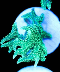 Reefbuilder's Jake Adams ReefWorks Seriatopora | RARE | First Release (A20:B)