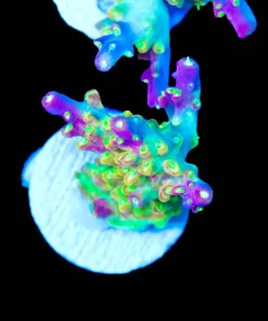 Reef Rainbow Loom 3/4'' Acropora Frag (A20:C)