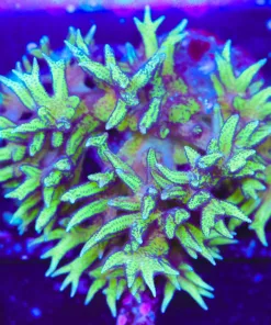 Wysiwyg Purple Cactus Birdsnest Colony | Pick Up Only (A35)