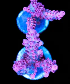 Red Polyp Pink Acropora (A4)