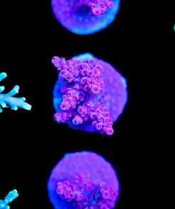 Purple Rain acropora Frag (A4:B)