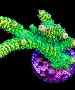 Sunset Millepora Frag (A7:C)