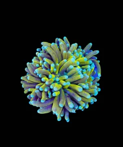 Wysiwyg Ultra Grade Torch Coral (C1)