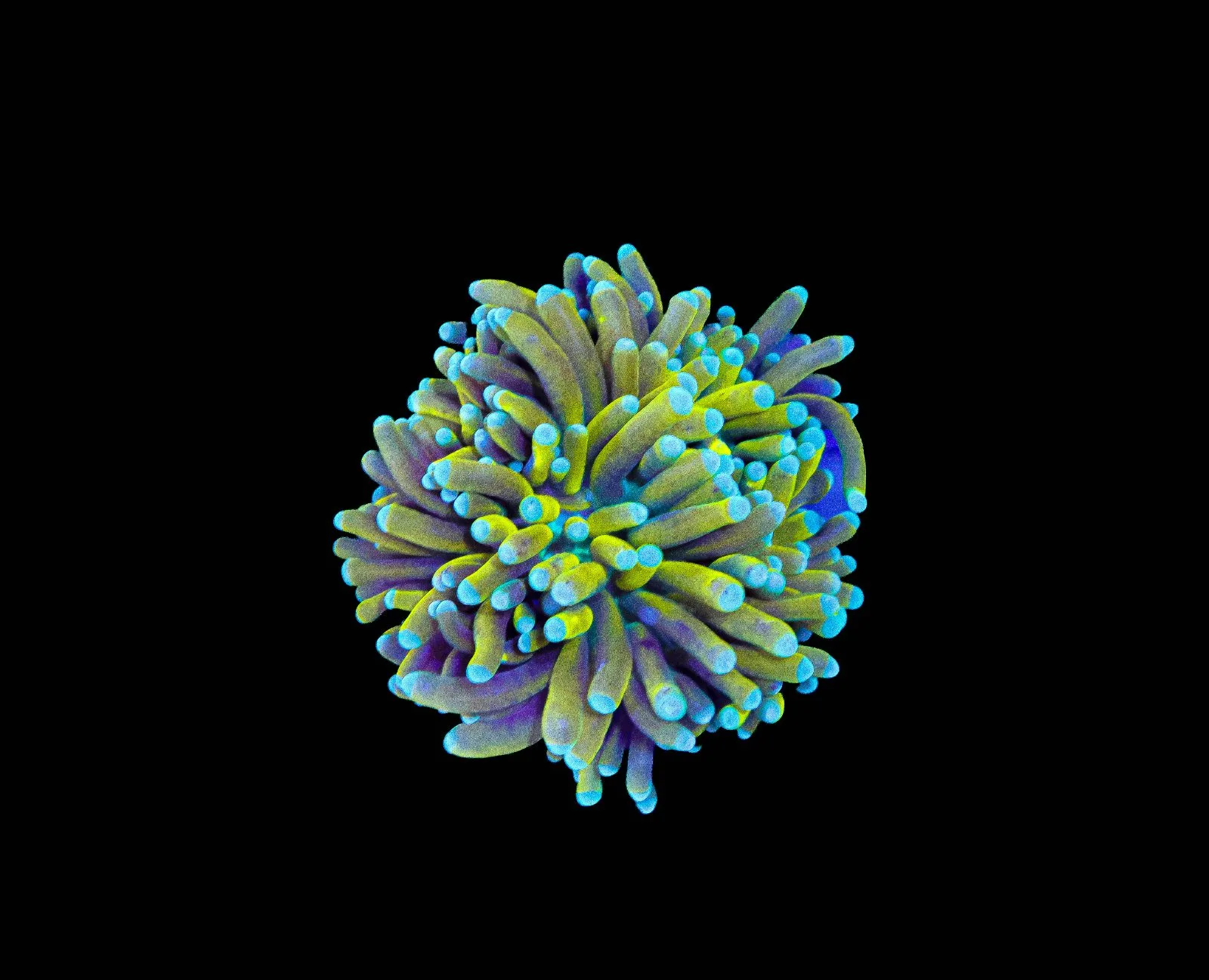 C1