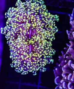 Wysiwyg Golden Octospawn Frag (C10)