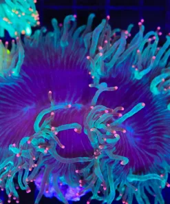 Wysiwyg Pink Tip Elegance Coral (C100)