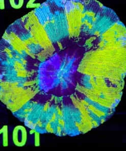 Wysiwyg Lemon Lime Open Brain Coral |RARE Coloration (C101)
