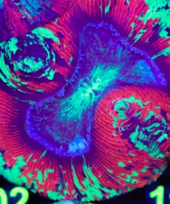 Wysiwyg Large Open Brain Coral (C102)