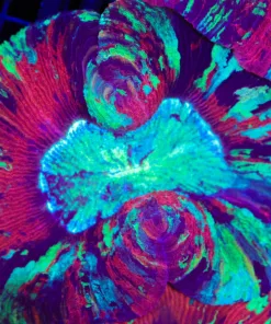 Wysiwyg Large Open Brain Coral (C103)