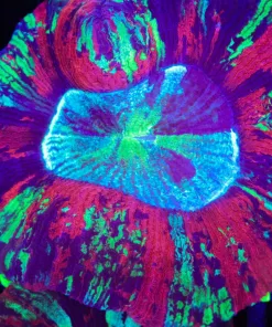 Wysiwyg Large Open Brain Coral (C104)