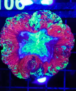 Wysiwyg Open Brain Coral (C105)