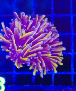 Wysiwyg 24k Torch Coral (C108)